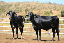 Carregar imagem no visualizador da galeria, LOTE 2001 - BASA VIA LACTEA AGUADA FIV e BASA VIA LACTEA ANY FIV
