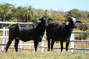 LOTE 2021 - BASA VIA LACTEA ALONDRA E BASA VIA LACTEA APOENA