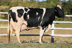 LOTE 2044 - 1 VACA 3/4 EM LACTAÇÃO -  843