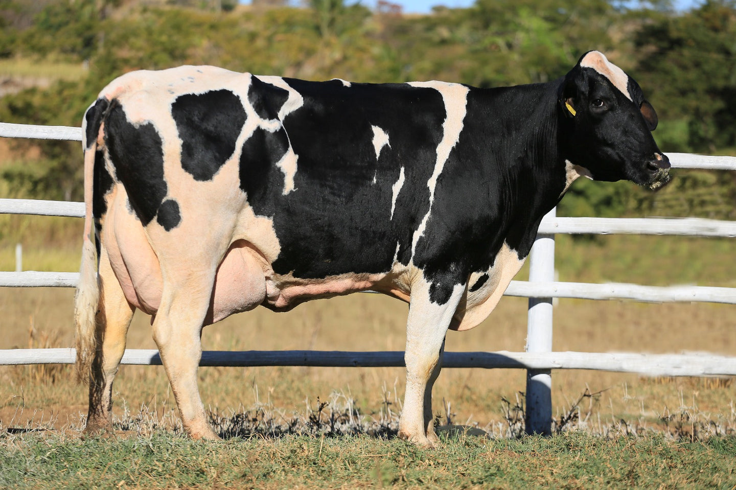 LOTE 2044 - 1 VACA 3/4 EM LACTAÇÃO -  843