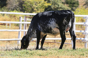 LOTE 2034 - NOVILHA 3/4 GIROLANDO - 934