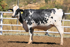 LOTE 2031 -CLARINHA 992 IMPACTO DA SANTA