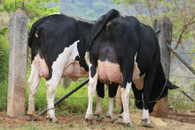 Carregar imagem no visualizador da galeria, LOTE 108 - 2 VACAS 7/8 E 3/4 GIROLANDO PROTOCOLADAS - 1556 JFLD E HILDA JFLD
