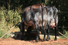 Carregar imagem no visualizador da galeria, LOTE 110 - 2 VACAS 1/2 SANGUE GIROLANDO INSEMINADAS - GEMA JFLD E GALE JFLD
