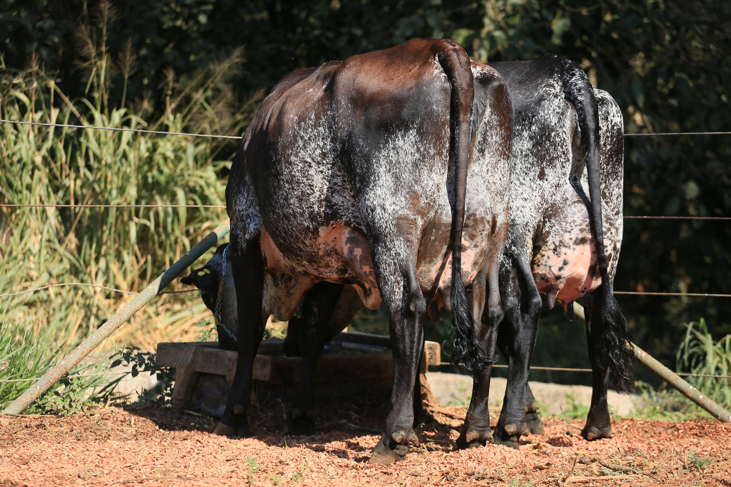 LOTE 110 - 2 VACAS 1/2 SANGUE GIROLANDO INSEMINADAS - GEMA JFLD E GALE JFLD