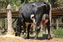 Carregar imagem no visualizador da galeria, LOTE 113 - FONTE JFLD
