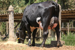 LOTE 113 - FONTE JFLD