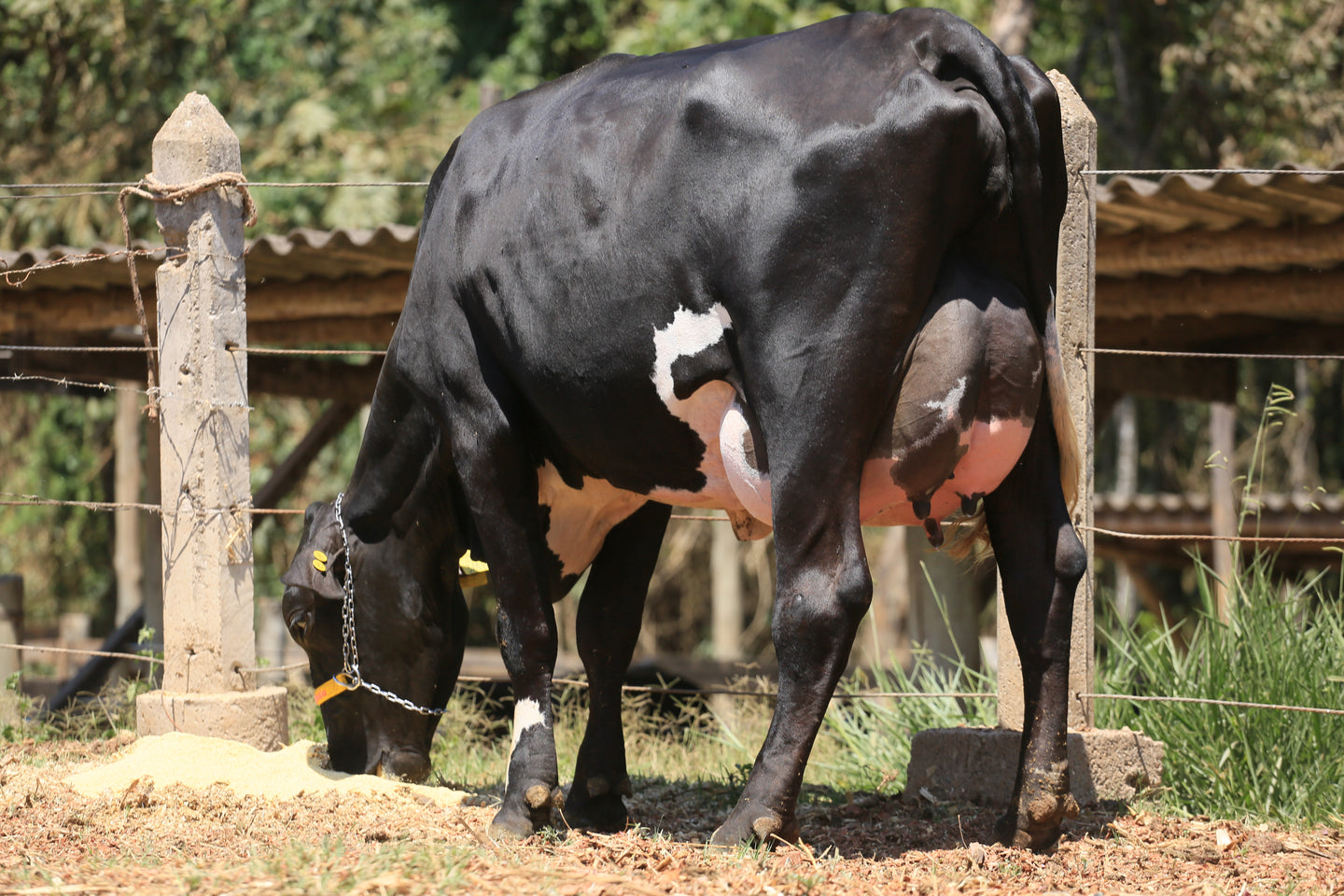 LOTE 113 - FONTE JFLD