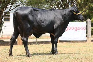 LOTE 116  - HONRA JFLD