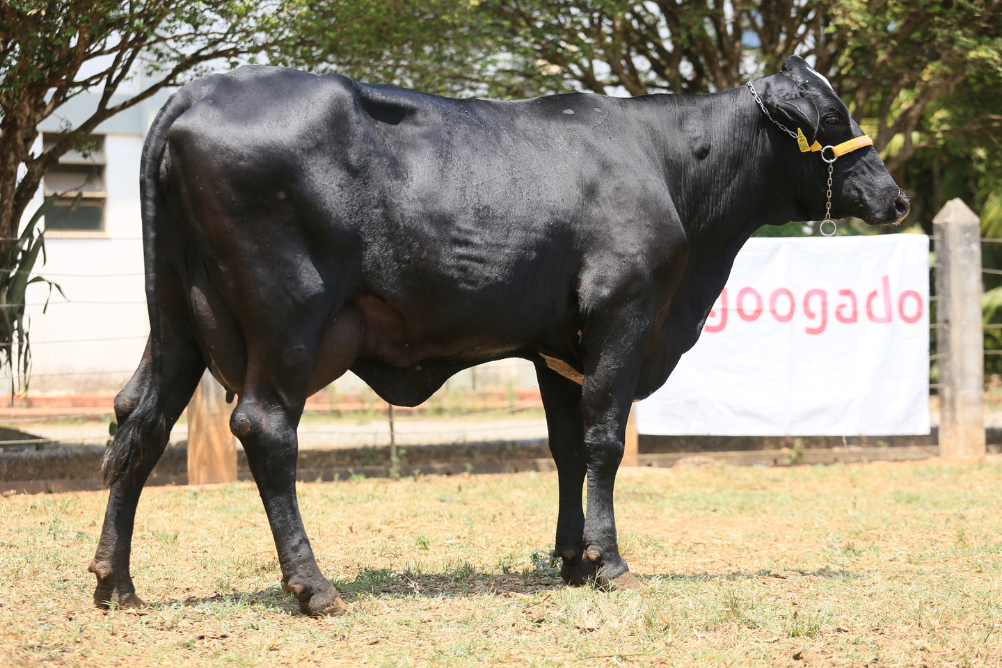 LOTE 116  - HONRA JFLD