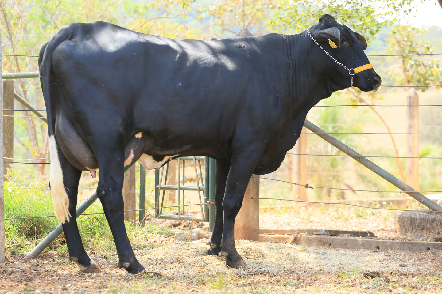 LOTE 118  - HEMÁCIA JFLD