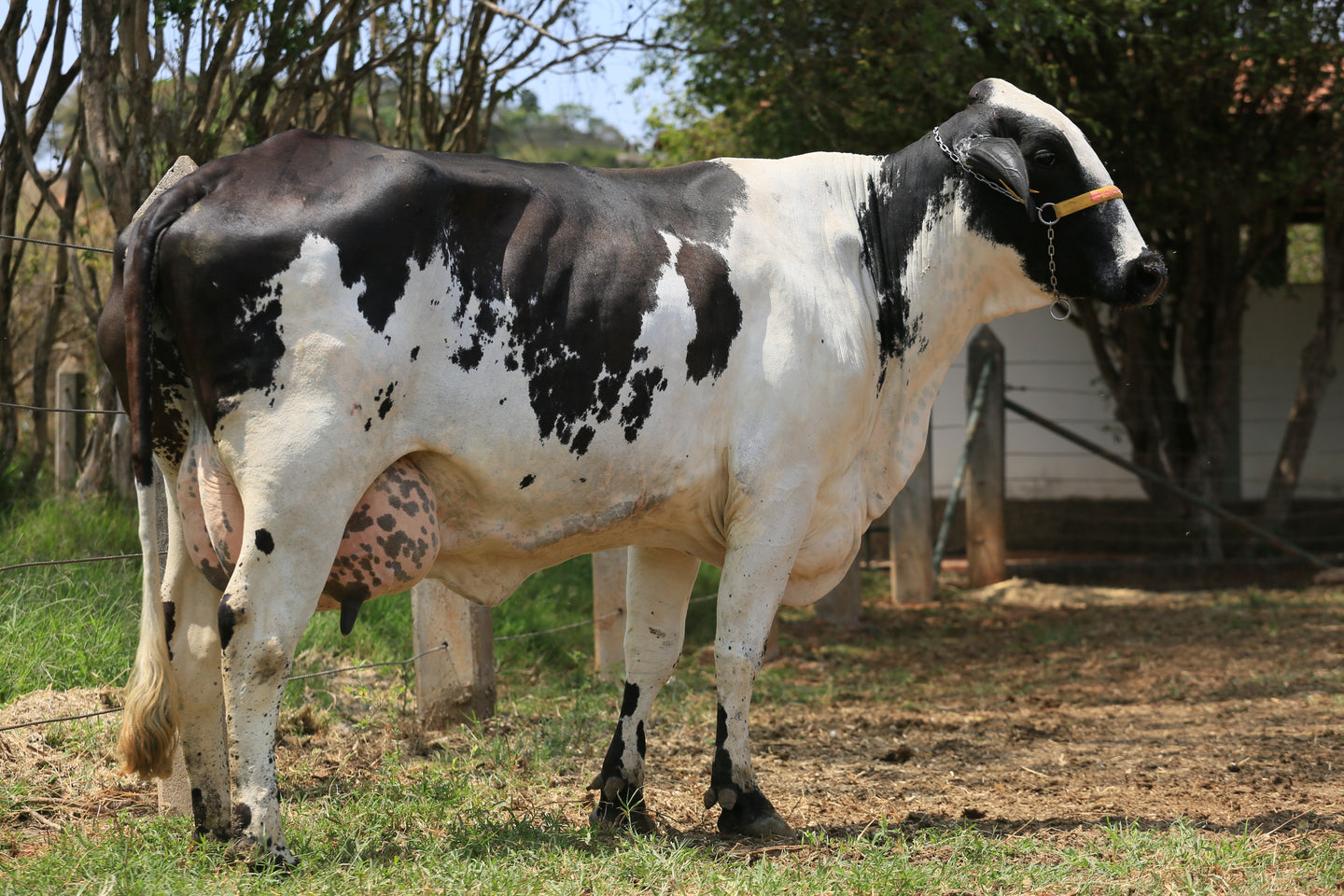LOTE 125 - FOLCLORE JFLD