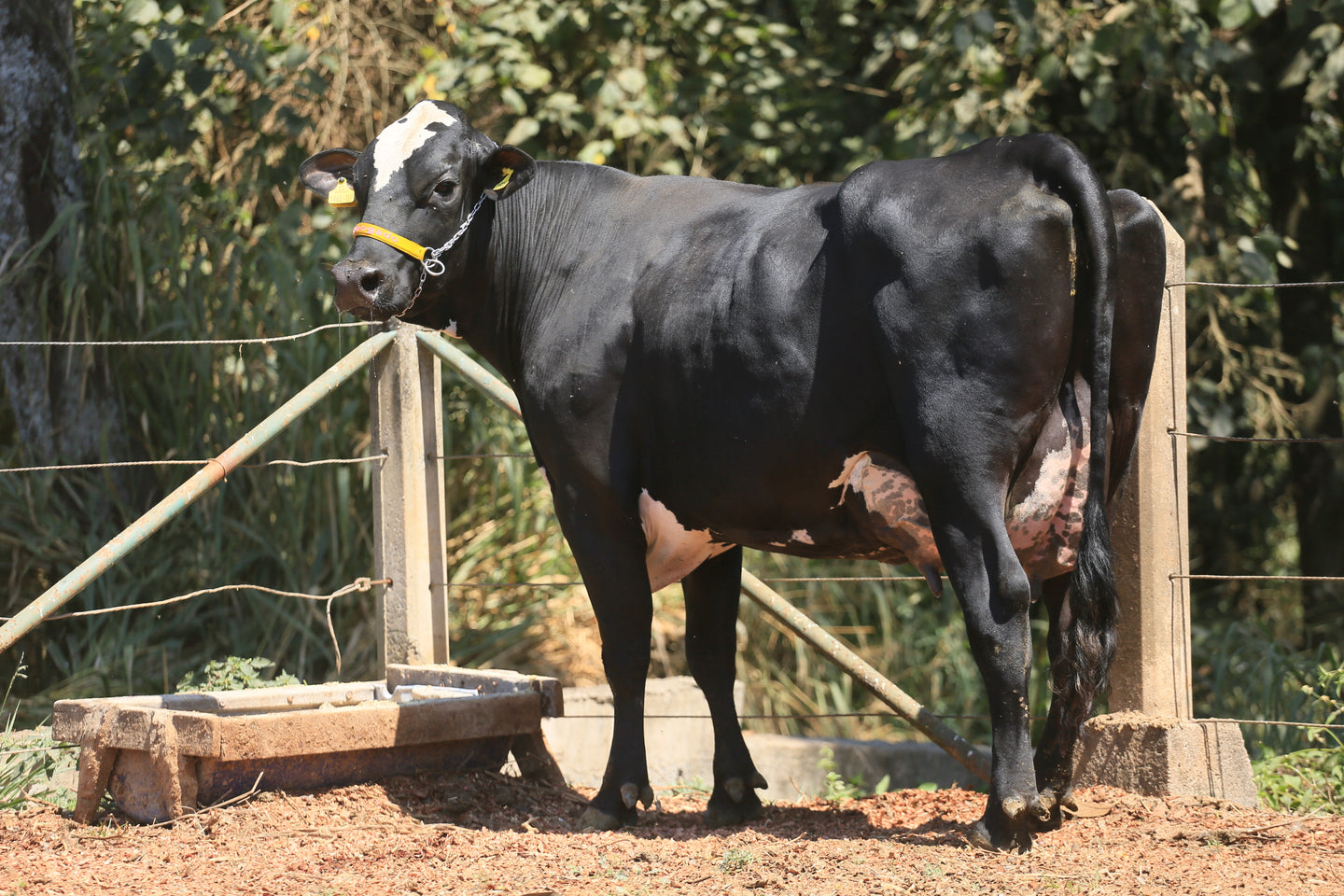 LOTE 131 -  ENFEITE JFLD