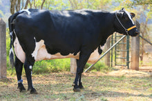 Carregar imagem no visualizador da galeria, LOTE 136  - 1351 JFLD

