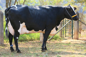 LOTE 136  - 1351 JFLD