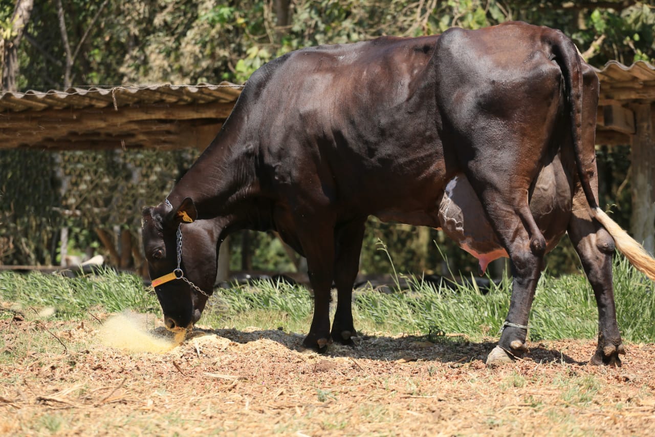 LOTE 138 - DAKOTA GRAY JFLD