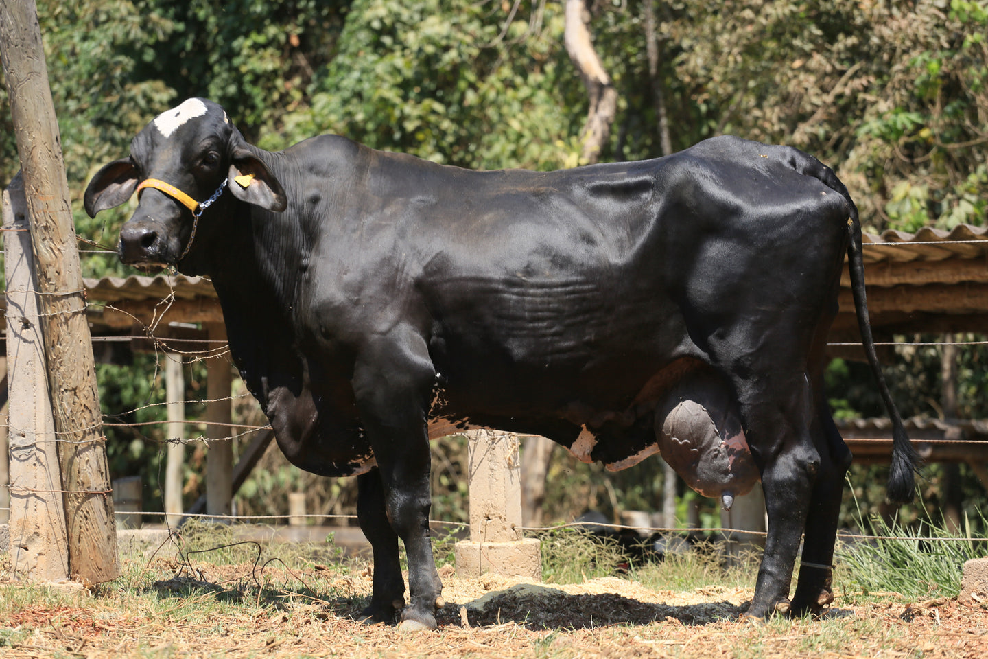 LOTE 141 - ARIEL JFLD