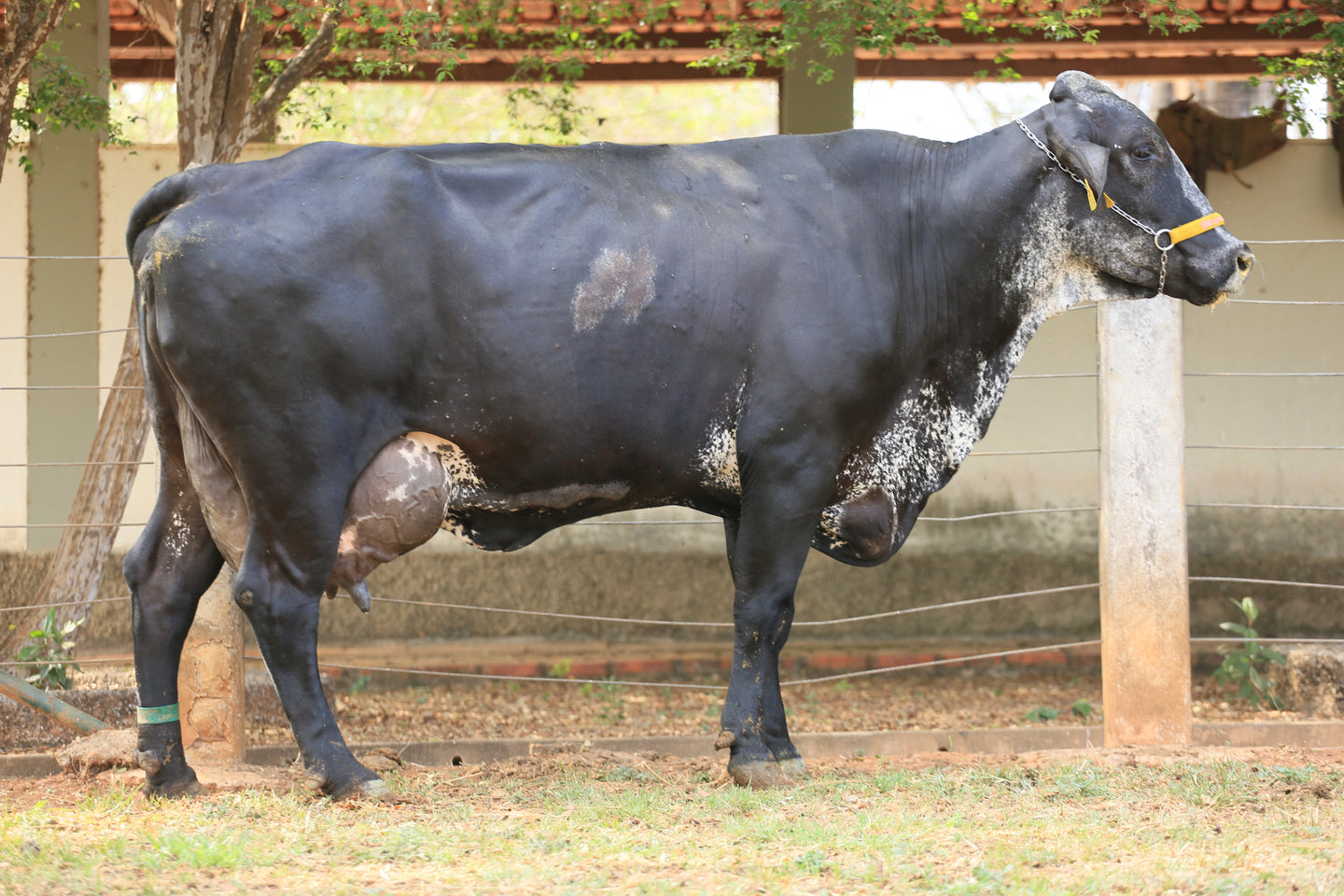 LOTE 142 -BELEZA FIV SUPERSTITION JFLD