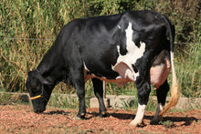 Carregar imagem no visualizador da galeria, LOTE 148 - DUDA JFLD
