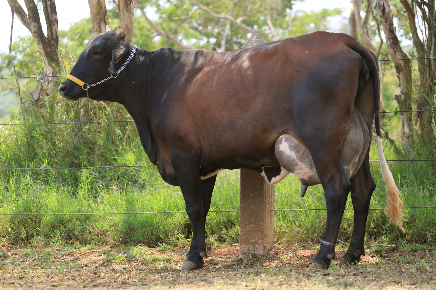 LOTE 155 -  GUADALUPE JFLD