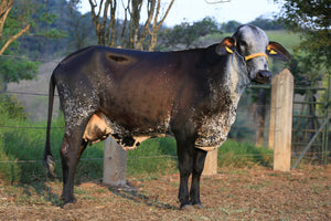 LOTE 159 - FABÍOLA JFLD