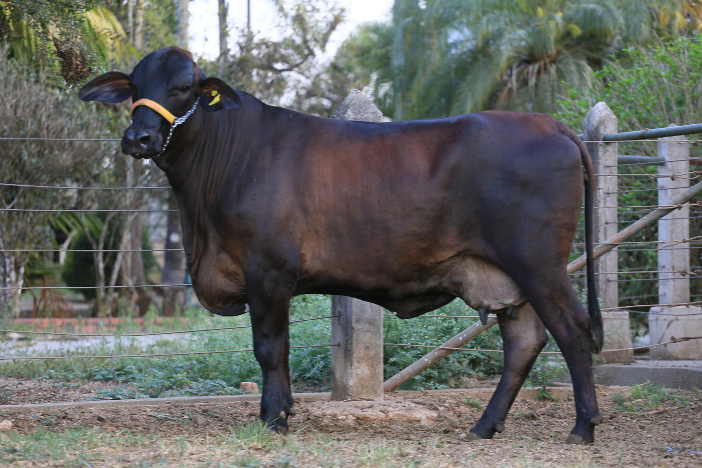 LOTE 160  - FOTOGRAFIA JFLD