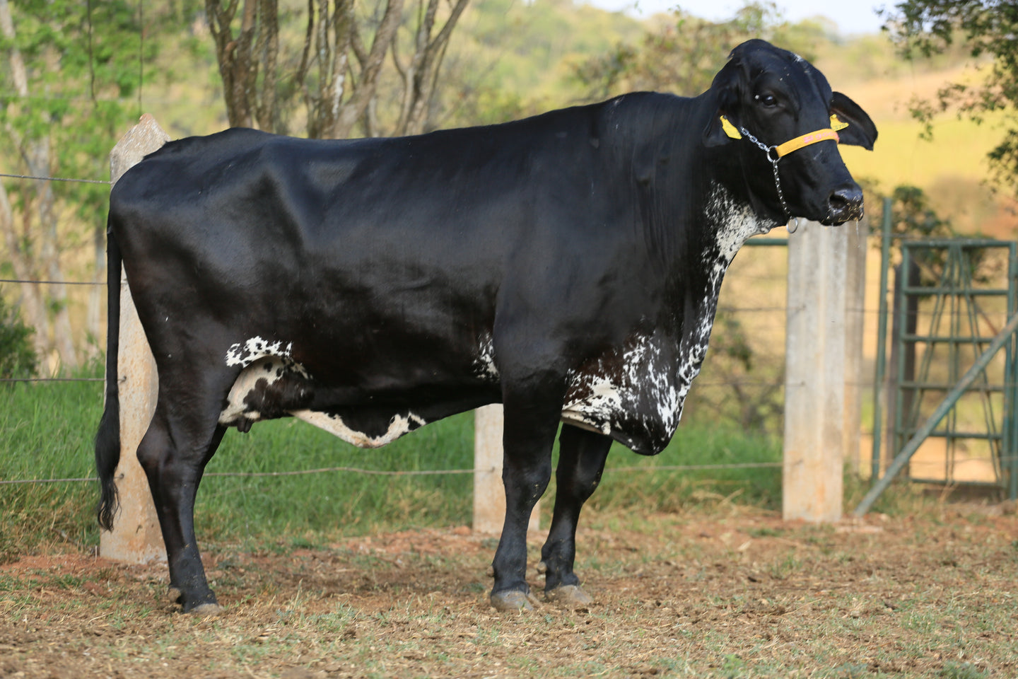 LOTE 166 - CELESTE PETY JFLD