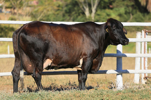 LOTE 2025 — VACA 1/2 GIROLANDO EM LACTAÇÃO  — 807