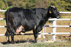 LOTE 2024 — VACA 1/2 SANGUE EM REPRODUÇÃO — 888