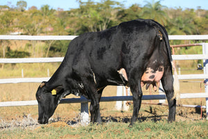 LOTE 2026 —  VACA EM LACTAÇÃO — 1032