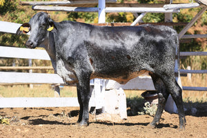 LOTE 2037 - CLARITA FIV 1051