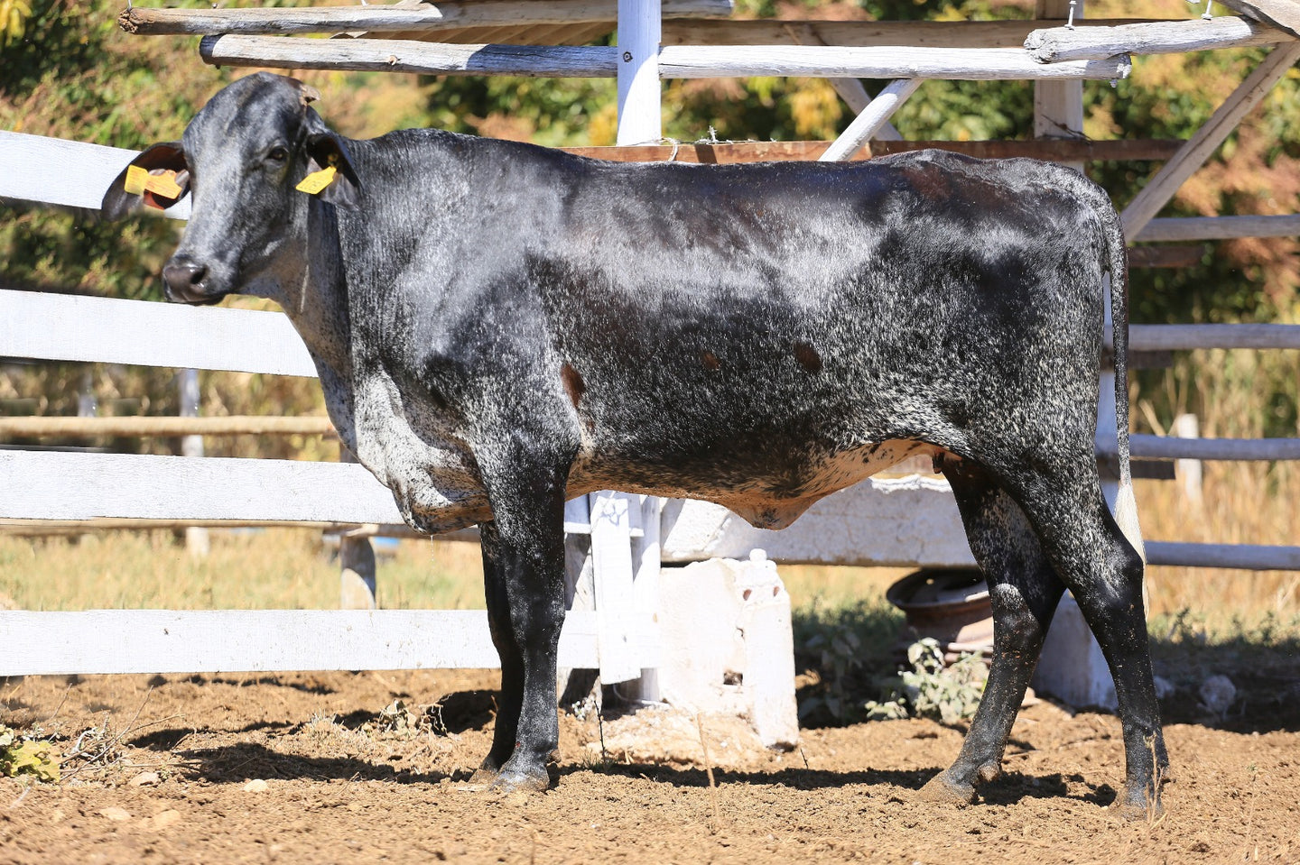 LOTE 2037 - CLARITA FIV 1051