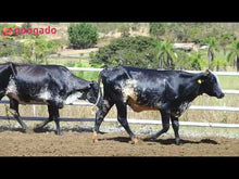 Carregar e reproduzir vídeo no visualizador da galeria, LOTE 2003 - BASA VIA LACTEA  FIV e BASA VIA LACTEA ARICLEIA FIV
