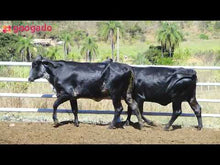 Carregar e reproduzir vídeo no visualizador da galeria, LOTE 2014 - BASA VIA LACTEA ADONAIDE FIV e BASA VIA LACTEA ABERDEEN FIV
