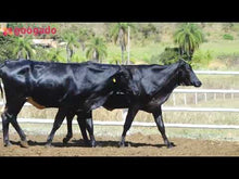 Carregar e reproduzir vídeo no visualizador da galeria, LOTE 2011 - 379 ALLDAGRO e BASA VIA LACTEA ARIADNA FIV
