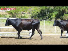 Carregar e reproduzir vídeo no visualizador da galeria, LOTE 2018 - BASA VIA LACTEA ARPA FIV e BASA VIA LACTEA ATENCIOSA FIV
