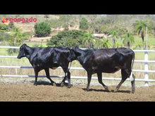 Carregar e reproduzir vídeo no visualizador da galeria, LOTE 2009 -BASA VIA LACTEA ALAINCA FIV e BASA VIA LACTEA ARLINA FIV 282 e 447
