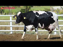 Carregar e reproduzir vídeo no visualizador da galeria, LOTE 2044 - 1 VACA 3/4 EM LACTAÇÃO -  843
