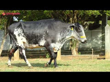 Carregar e reproduzir vídeo no visualizador da galeria, LOTE 162  - DINAMARCA JFLD
