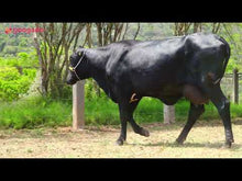 Carregar e reproduzir vídeo no visualizador da galeria, LOTE 116  - HONRA JFLD
