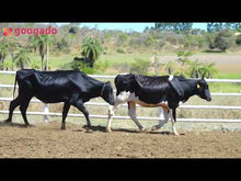 Carregar e reproduzir vídeo no visualizador da galeria, LOTE 2030 -CAQUI 1065 E CARNAÚBA 1060
