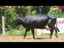 Carregar e reproduzir vídeo no visualizador da galeria, LOTE 112 -  DIAMANTINA JFLD
