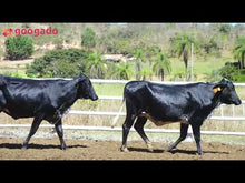 Carregar e reproduzir vídeo no visualizador da galeria, LOTE 2021 - BASA VIA LACTEA ALONDRA E BASA VIA LACTEA APOENA
