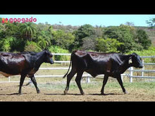 Carregar e reproduzir vídeo no visualizador da galeria, LOTE 2017 -  BASA VIA LACTEA ATALAIA FIV e CATRINA FIV 1056
