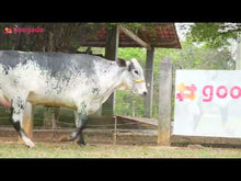 Carregar e reproduzir vídeo no visualizador da galeria, LOTE 114 - GRAZI JFLD
