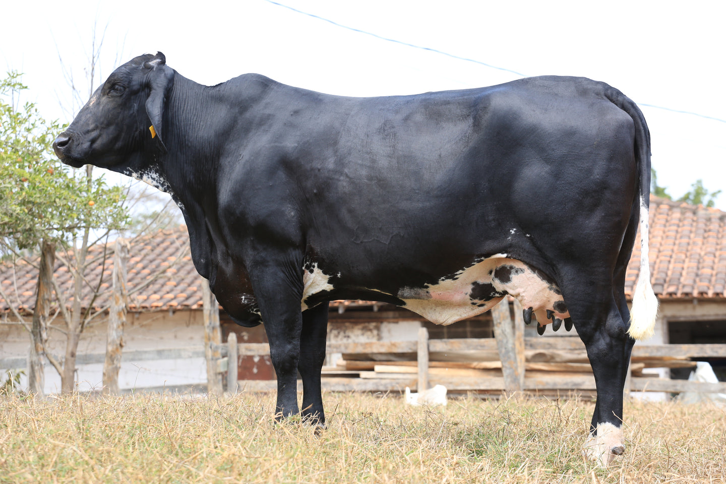 LOTE 500 - VACA GIROLANDO 1/2