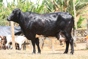 VACA GIROLANDO 1/2 SANGUE EM LACTAÇÃO - LOTE 501