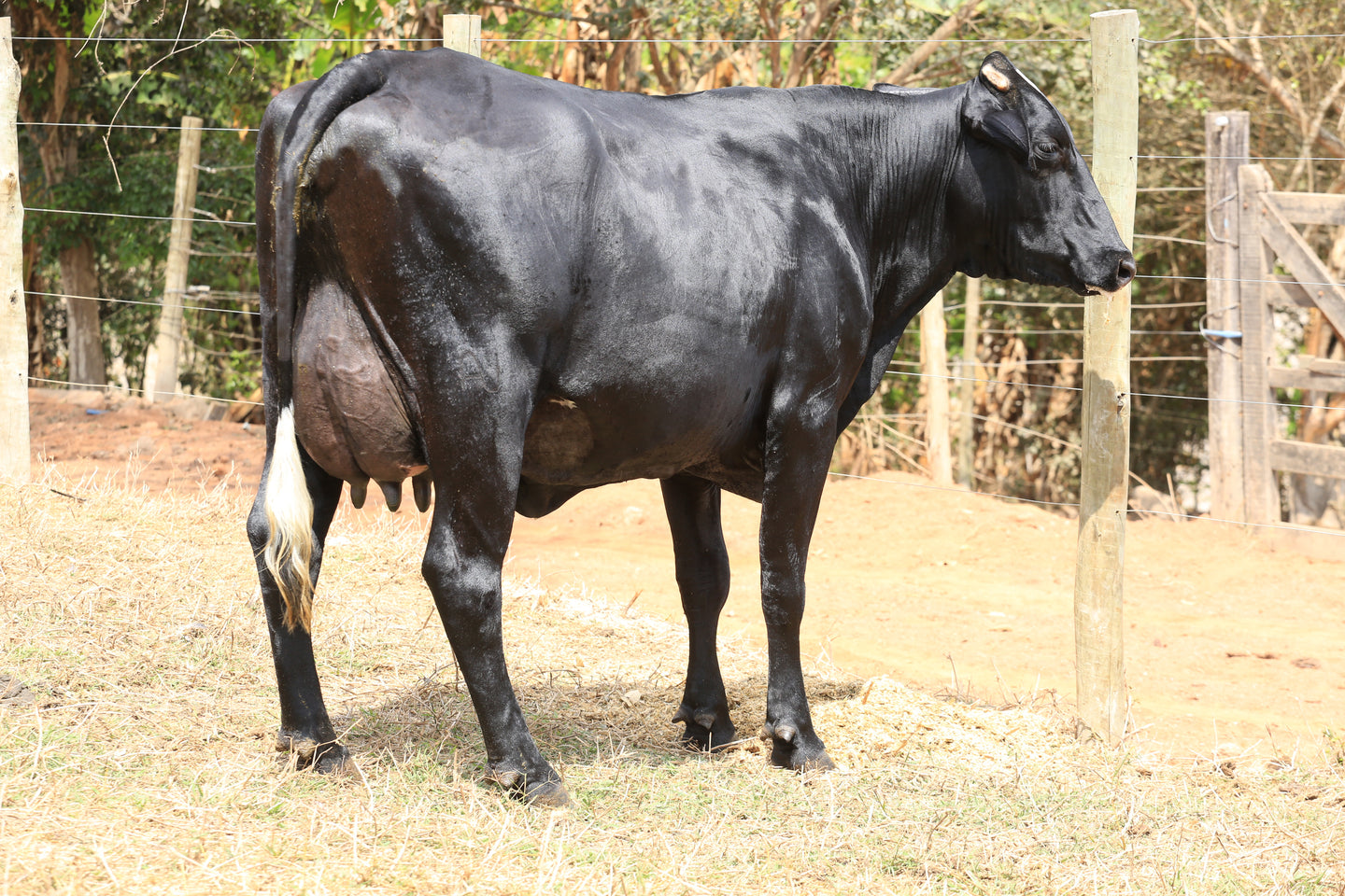 LOTE 507 -VACA  GIROLANDO 3/4 EM LACTAÇÃO