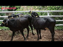 Carregar e reproduzir vídeo no visualizador da galeria, 3 NOVILHAS  DISCOTECA FIV, DURCA FIV e  DURCE FIV - LOTE 603
