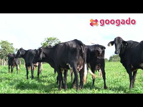 8 VACAS GIROLANDO  EM LACTAÇÃO - LOTE 03